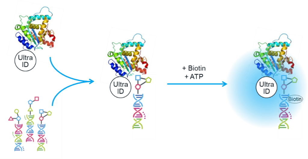 x-chem prox label graphic ultra is + biotin + atp